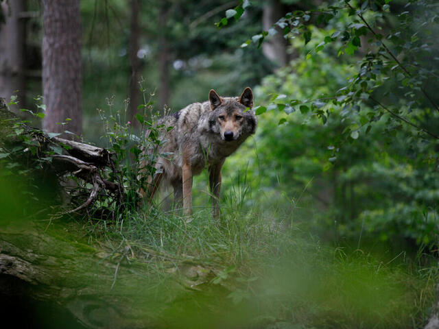 El regreso del lobo en Europa | Historias | Descubre WWF