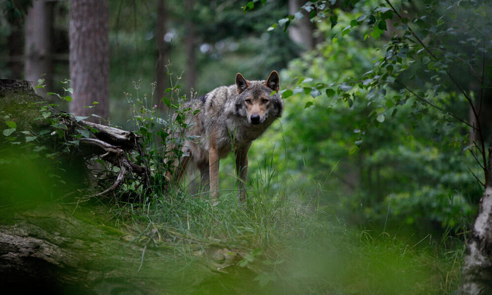 A lone adult wolf surrounded by trees in a wooded area
