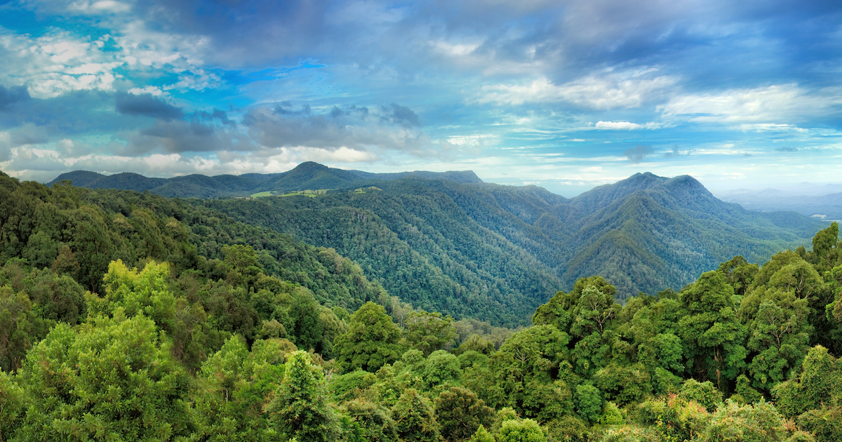 Dorrigo National Park, Australia