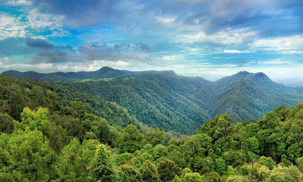 Evergreen rain forest in Dorrigo National Park