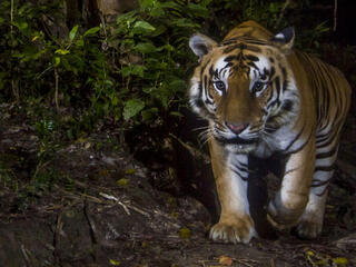 Tiger caught on camera trap in Nepal
