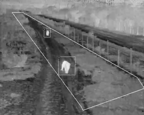 A black-and-white image highlights two lions walking down the road at night