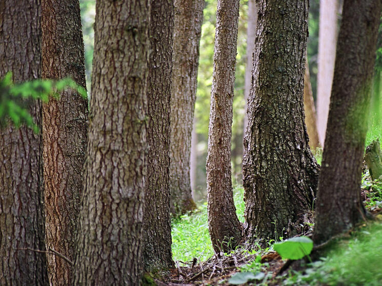 Forest where wood is harvested per FSC norms