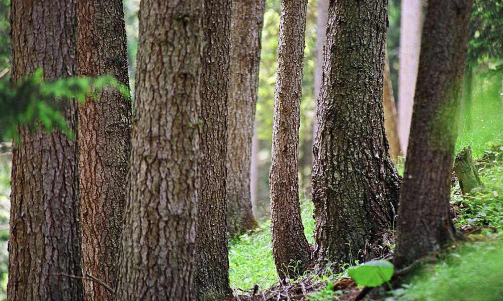 Forest where wood is harvested per FSC norms