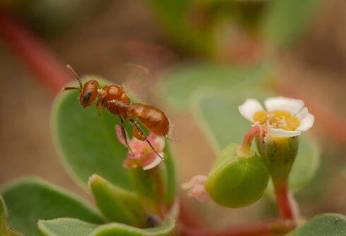 Close up photo of tiny reddish-brown bee over flowers