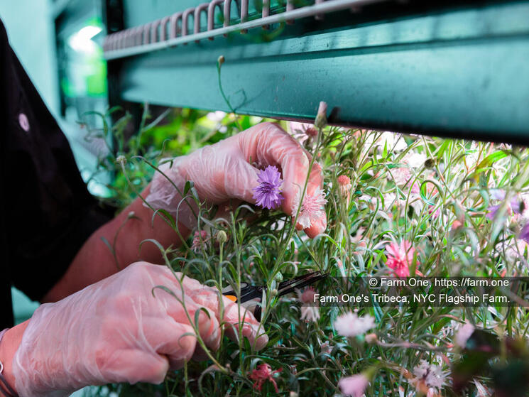 A staff member tends to a row of plants in Farm.One's Tribeca, NYC Flagship Farm.