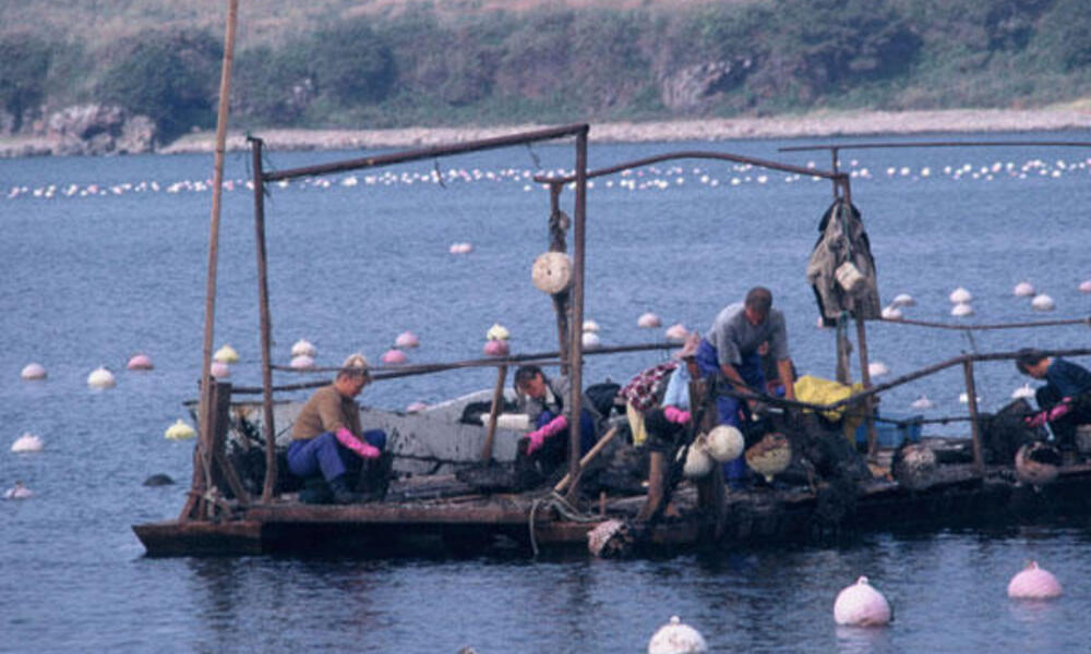 Farmed fishing