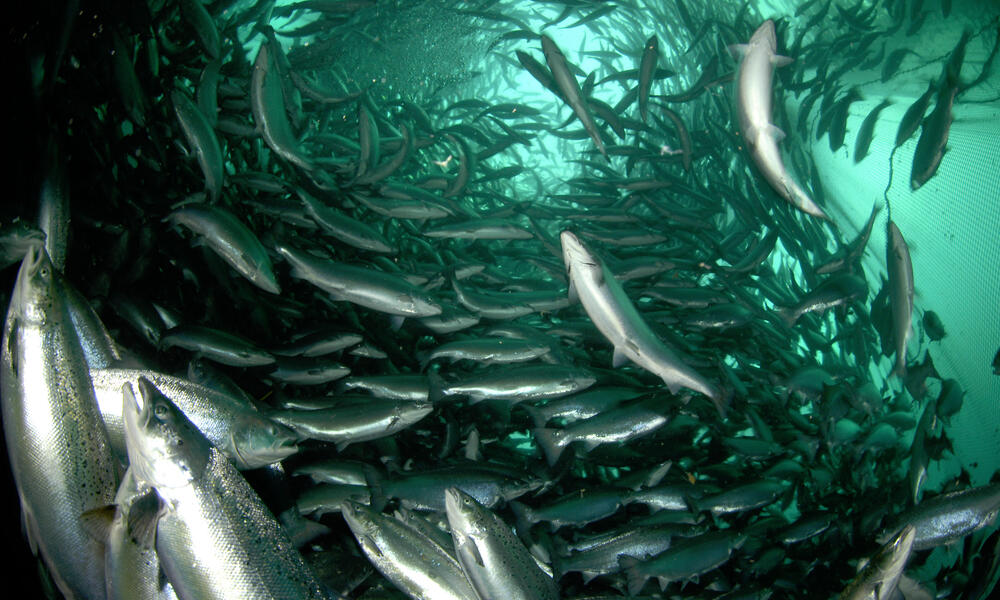 salmon swimming up