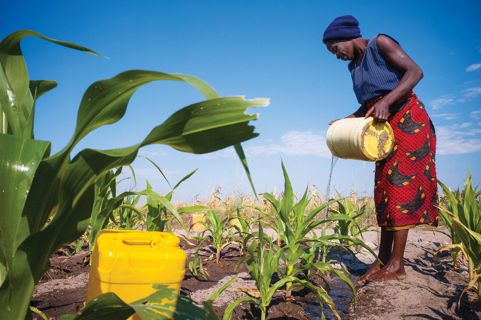 Zambian farmer pouring water over crops