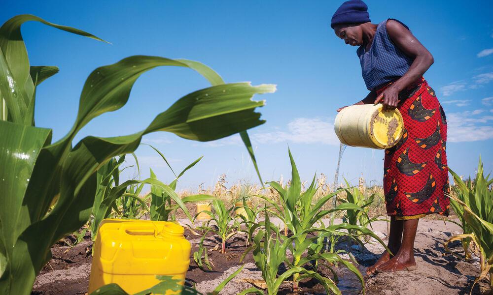 Zambian farmer pouring water over crops