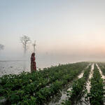 A woman tends to her farm in the early morning mist of Bardia, Nepal.