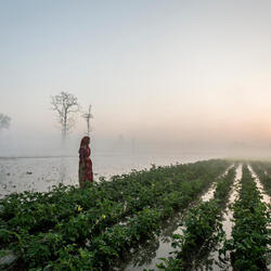 A woman tends to her farm in the early morning mist of Bardia, Nepal.