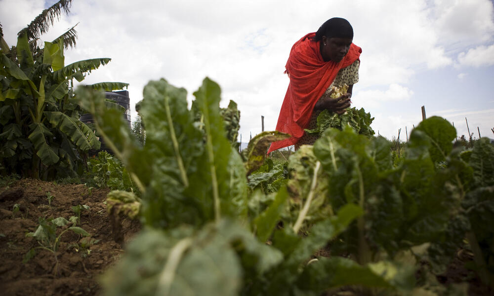 farming in kenya