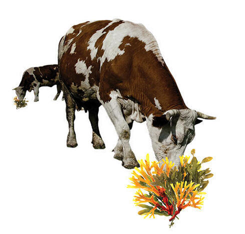 Illustration with cow and flowers