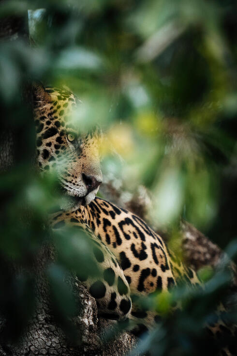 Jaguar in foliage