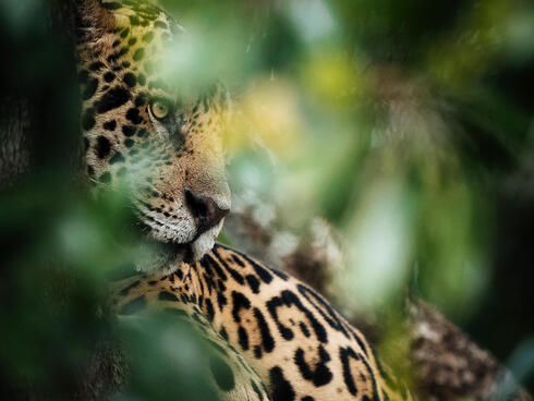 Jaguar in foliage