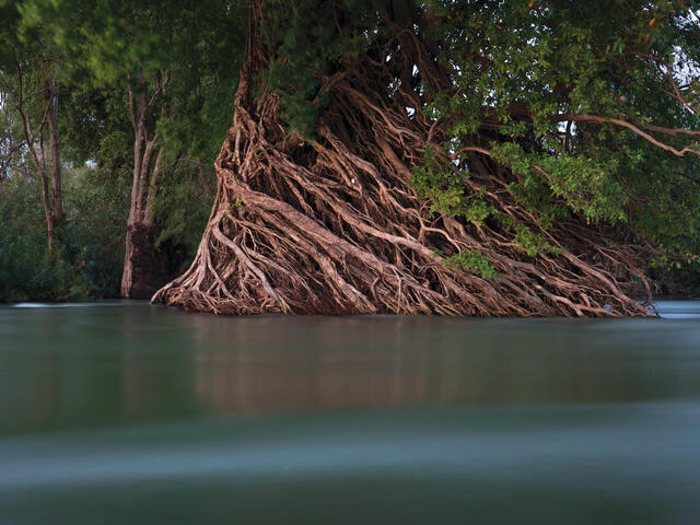 Mangrove roots on riverbank