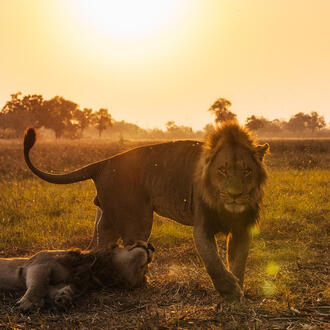 Male lion in sunset approaching camera