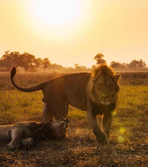 Male lion in sunset approaching camera