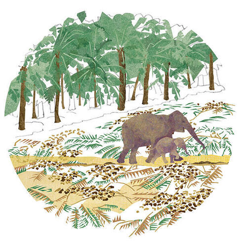 Illustration of elephant and calf crossing field