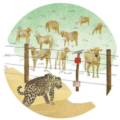 Illustration of jaguar at fence