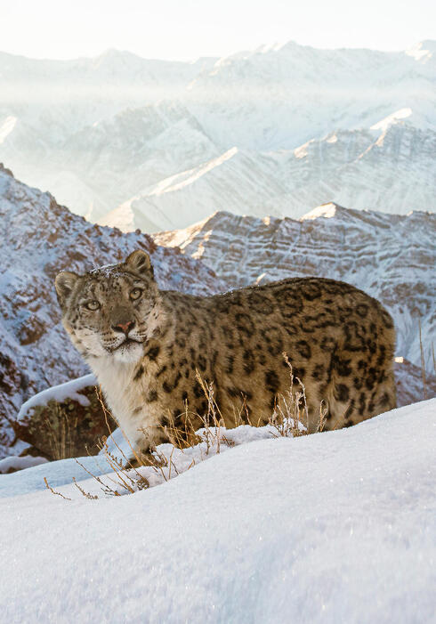 Snow leopard looking at camera, snowy mountains in background