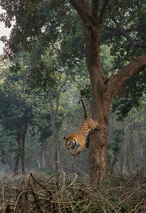 Tiger leaping down from tree