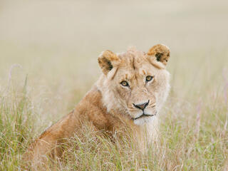 A female African lion in the grass.