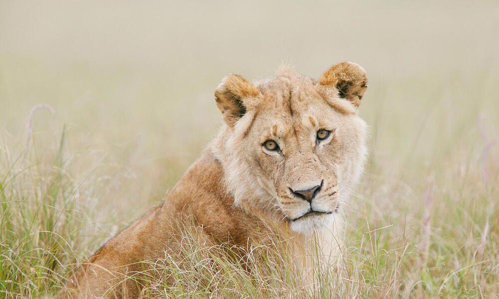 A female African lion in the grass.