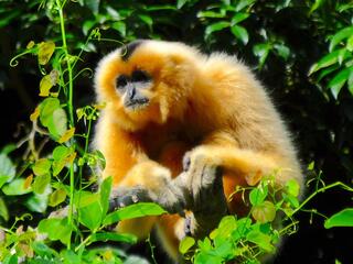 Fluffy orange monkey sitting in leafy trees