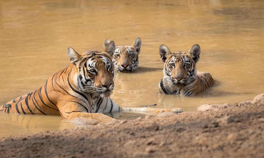 Female tiger and cubs rest in water