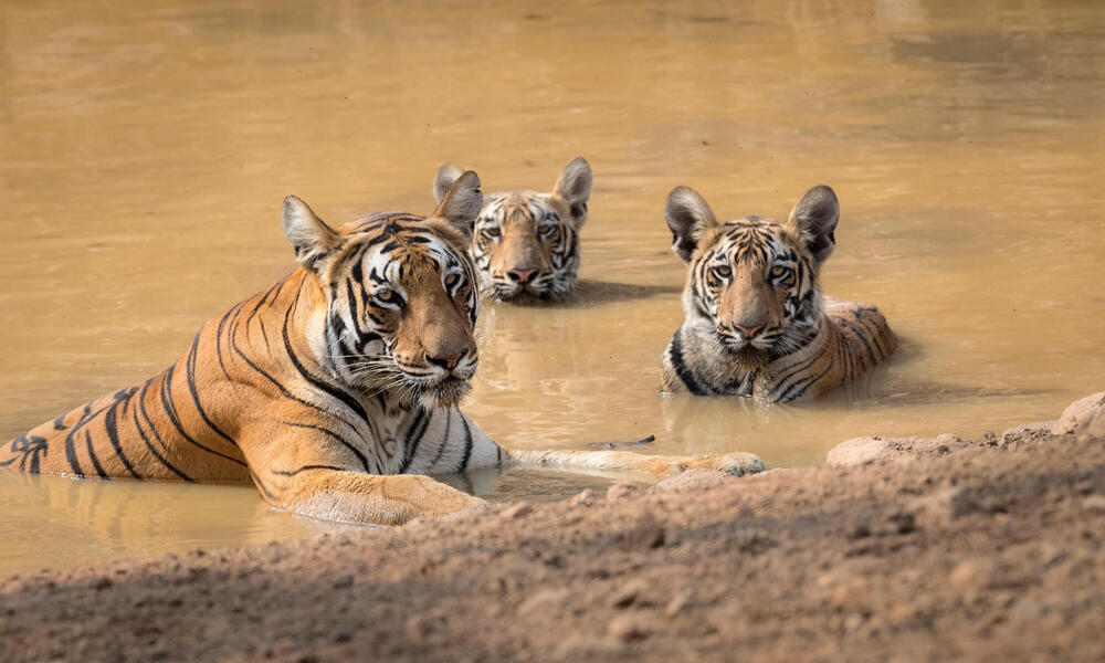 Critically endangered Indochinese tiger cubs found in Thai jungle, World  News