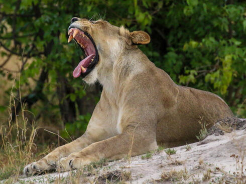 Lion lies on rock with its mouth wide open