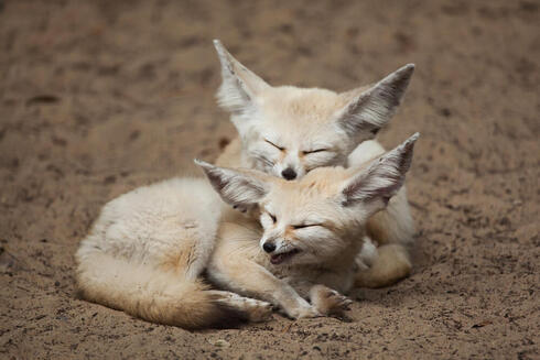 Fennec Fox Habitat