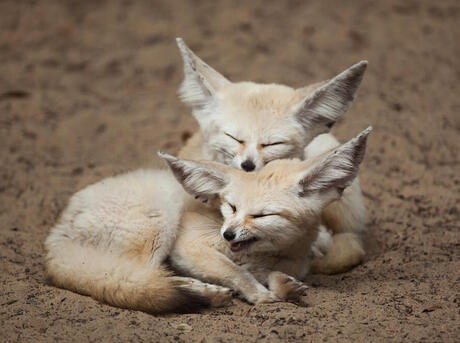 Two fennec foxes sleeping on top of eachother