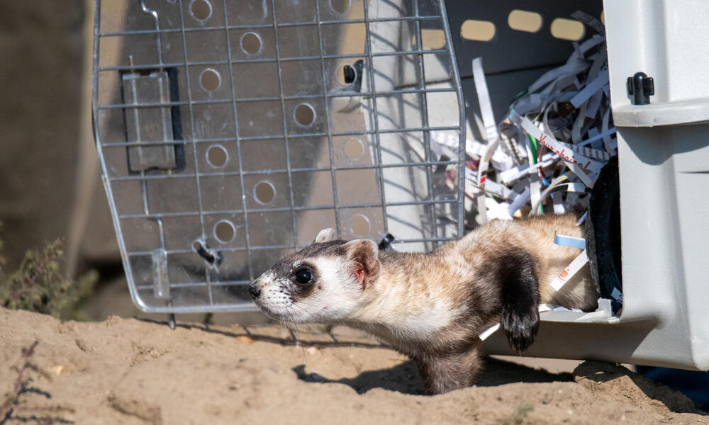 A small black-footed ferret emerging from a plastic carrier