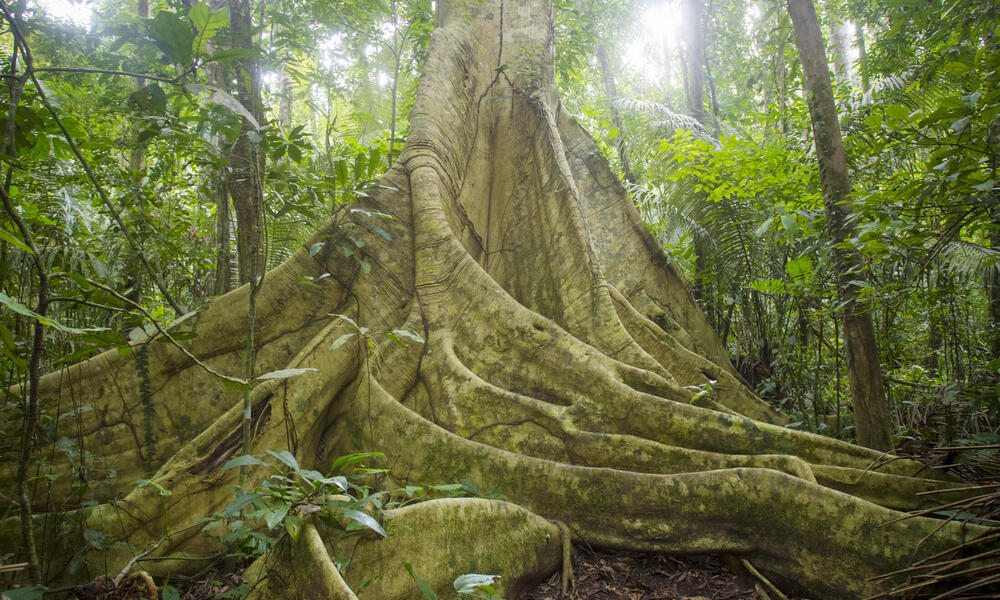Ficus Trigona in Manu, Peru