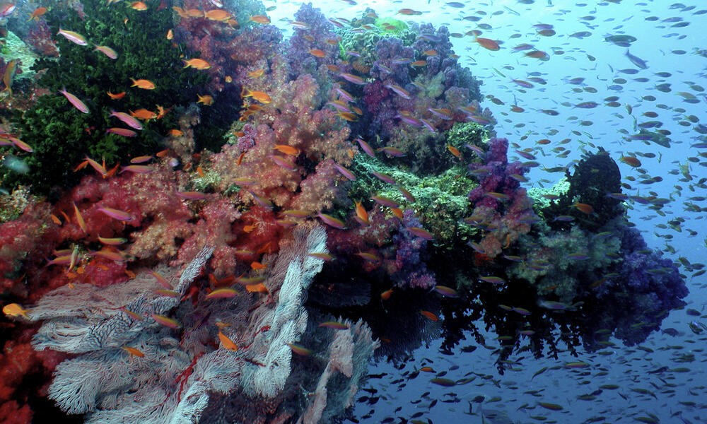 Coral reef