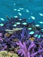 Status and trends of coral reefs and associated coastal habitats in Fiji’s Great Sea Reef Brochure
