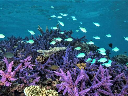 A healthy patch of coral reef with purple and blue corals and a school of small bright blue fish