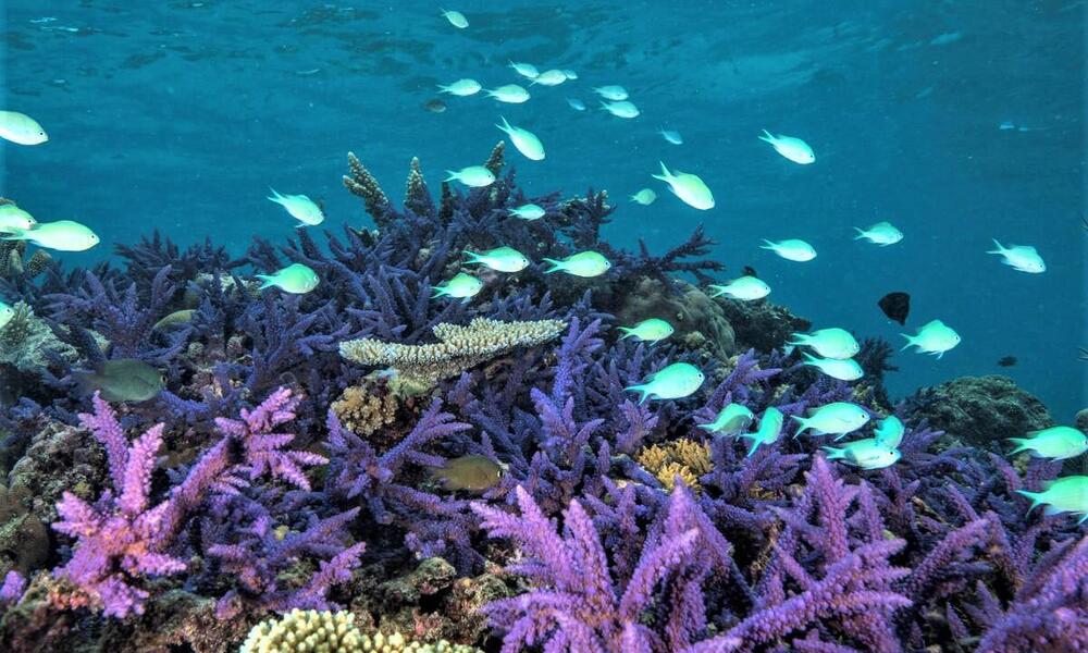 New insights into the incredible animals of Fiji's Great Sea Reef | Stories  | WWF
