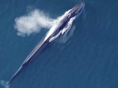 fin whale surfacing