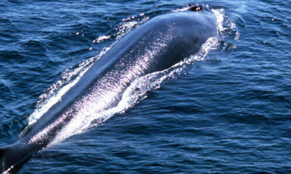 Fin whale (Balaenoptera physalus) surfaces above water.