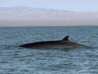 Fin whale, Balaenoptera physalus surfacing. Whale watching in Baja California, Mexico.