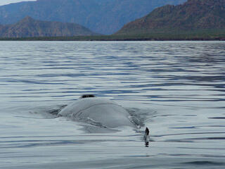 Fin whale surfaces, exposing its blowhole and dorsal fi