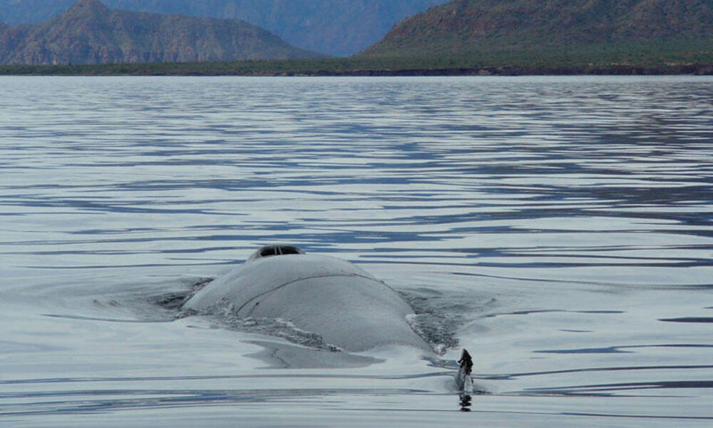 Fin whale surfaces, exposing its blowhole and dorsal fi