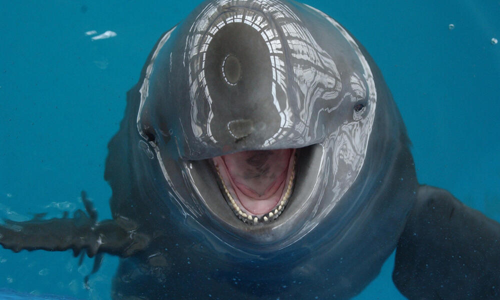 finless porpoise up close