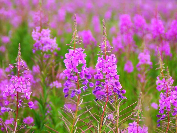 Grasslands Plants   5o7ug5k220 ALASKA Chamerium Augustifolium Shutterstock Real Moment 