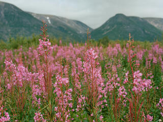 Fireweed grows tall in the foreground with mountains in the background
