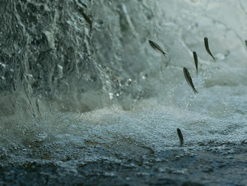 Fish jump out of the water and head upstream